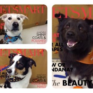 Meet your Posher, Sharon